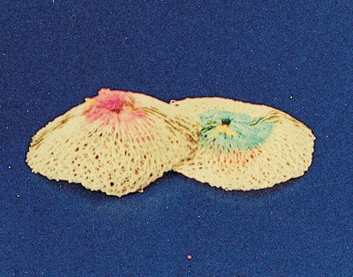 sc retina ricambio lampada a gas 2 pz cod:ferx.64393