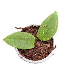 Hoya wibergiae – Pianta tropicale compatta da collezione vaso 6 cm