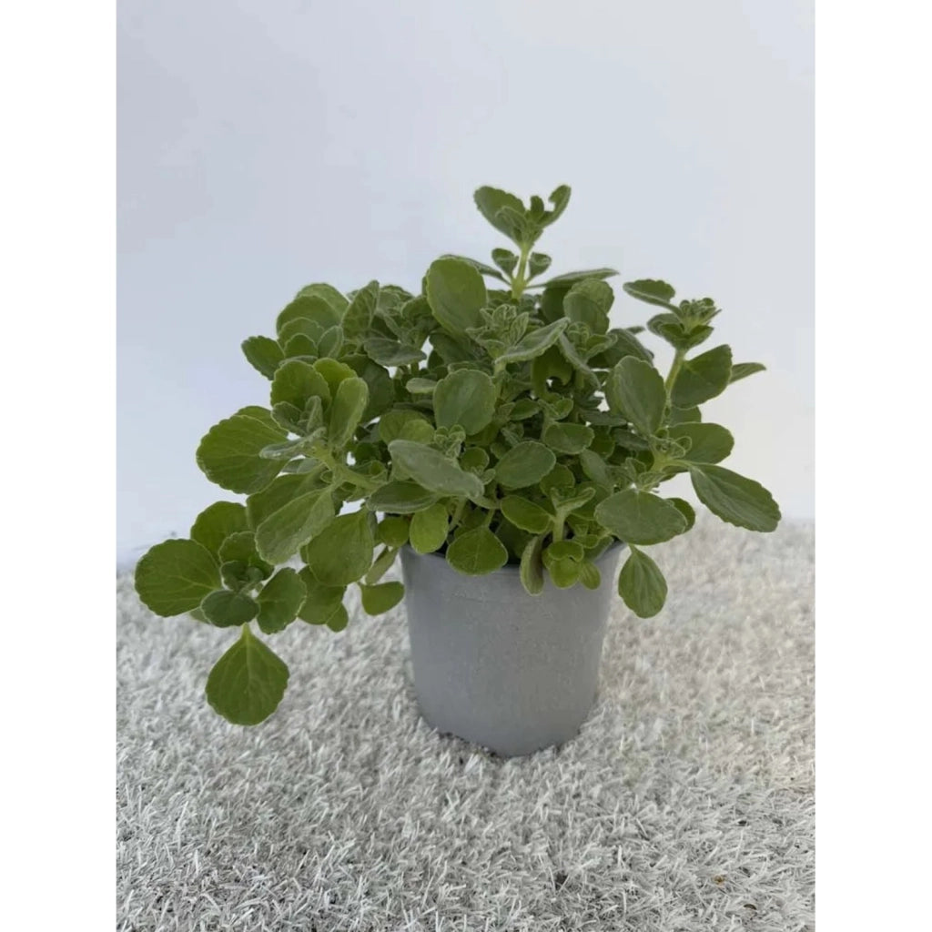 Origano Cubano in Vaso 14 cm – Altezza 20 cm, Aromatica