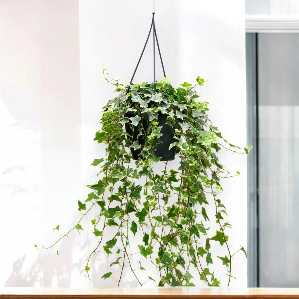 Gardenaria Edera - Hedera helix 'Eva' - Pianta da interno ornamentale Altezza: 50 cm (vaso 19)
