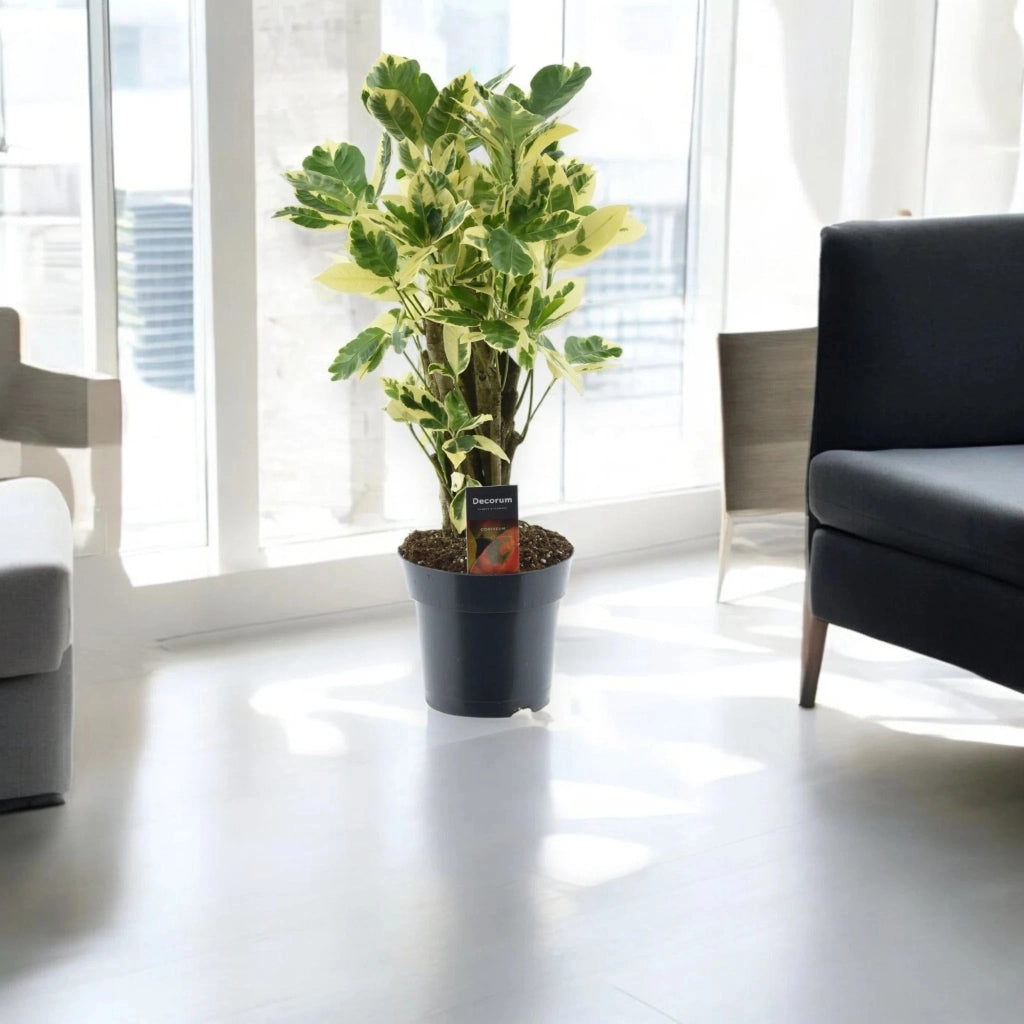 Gardenaria Codiaeum variegatum 'Eburneum' - Pianta da interno ornamentale Altezza: 50 cm (vaso 17)
