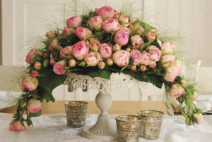 Gardenaria Rosa 'Lovely Rokoko' - Rosa da giardino Altezza: 40/50 cm (vaso20)