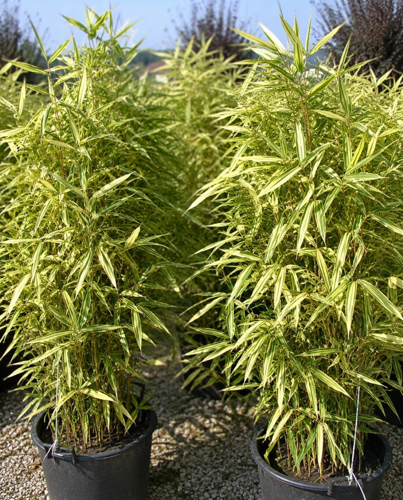 Gardenaria Bambù Variegato Shiroshima - Hibanobambusa tranquillans 'Shiroshima' - Bambù ornamentale da esterno Altezza: 125/150 cm (vaso28)
