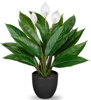 Pianta Decorativa Calathea con 22 Foglie in un Vaso Plastico, Altezza 43cm, Verde