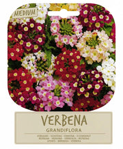 SEMI PER PRATO UNIVERSALE verbena grandiflora  - SGARAVATTI