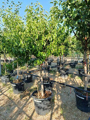 PRUNUS PERSICA (Pesco) ALB.50 1/2 FUSTO SPRING CREST CRF.14/16