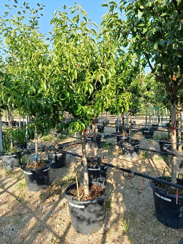 PRUNUS PERSICA (Pesco) ALB.50 1/2 FUSTO SPRING CREST CRF.14/16