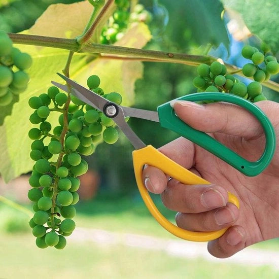 Taglierini per fiori in acciaio inossidabile per taglio e potatura manuale