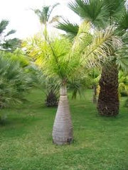 Hyophorbe lagenicaulis H 2,2 m vaso 55  Palma bottiglia ornamentale FOTO REALE