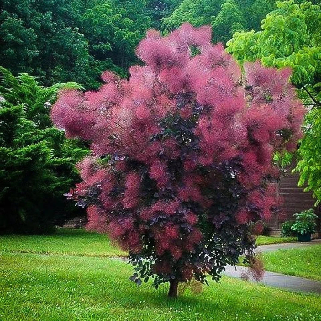 Albero della nebbia Cotinus Smokey joe in vaso 18 cm AMDGarden