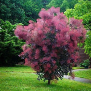 Albero della nebbia Cotinus Smokey joe in vaso 18 cm AMDGarden