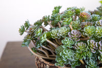 Set 9 Aoenium Succulent Artificiale Altezza 12 cm Verde