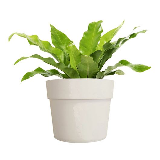 Tecnokit 3 pezzi Vaso pensile da muro MODULAR, Bianco, vasetto fissaggio a parete per piante