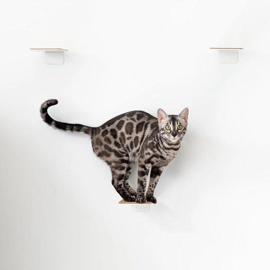 Trappola per gatti set da 3 - scala per gatti moderna - bianca e legno - 16 x 12 cm