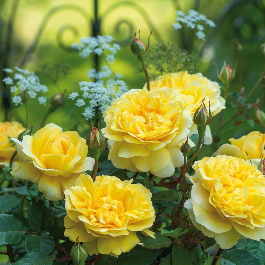 Gardenaria Rosa 'The Poets Wife' - Rosa da giardino Altezza: 40/50 cm (vaso20)