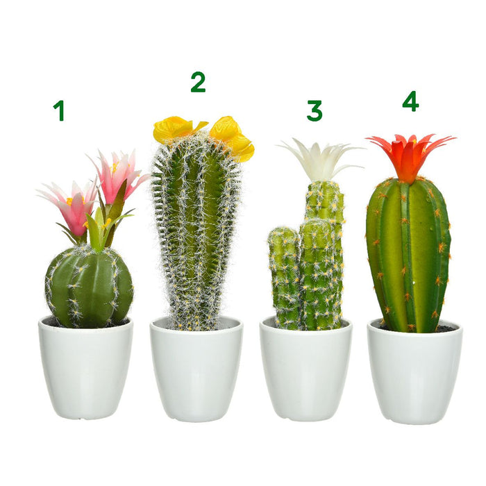 Cactus in vaso 7,50x24 cm