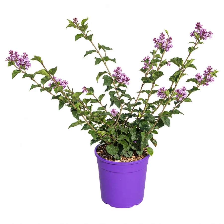 Pianta di Lilla' Syringa Meyeri Flowerfesta Purple in vaso 18 cm AMDGarden