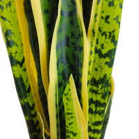 Pianta artificiale per interno Sanseveria cm 65 bicolor con vaso in ceramica