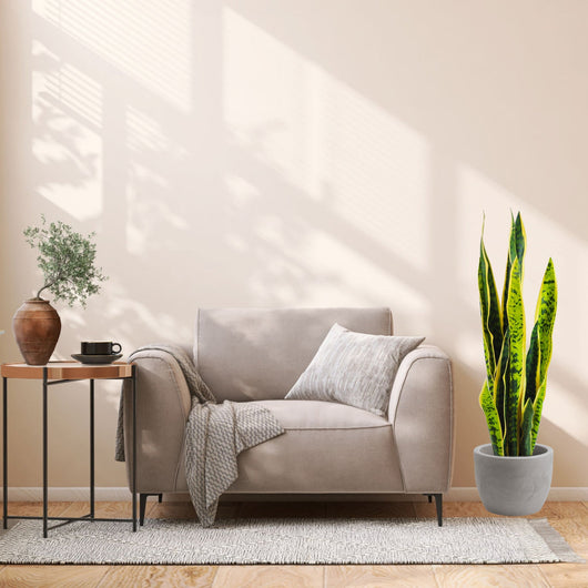 Pianta artificiale per interno Sanseveria cm 65 bicolor con vaso in ceramica
