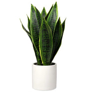 Sansevieria in Vaso Ceramico Bianco, Altezza 40,6 cm