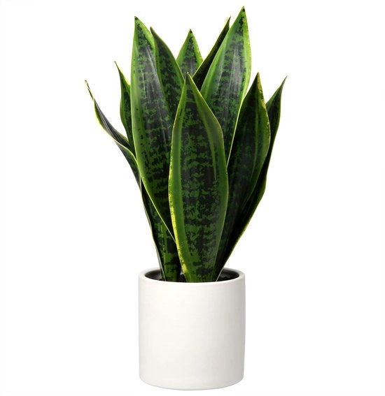 Sansevieria in Vaso Ceramico Bianco, Altezza 40,6 cm