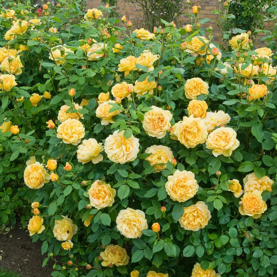 Gardenaria Rosa 'Golden Celebration' - Rosa da giardino Altezza: 40/50 cm (vaso20)