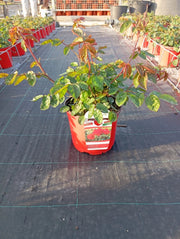 ROSA M. CANTATORE VASO 18