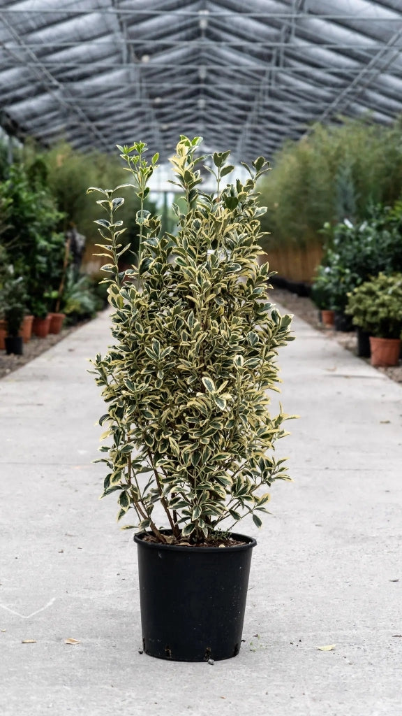 Gardenaria Evonimo - Euonymus japonicus 'Bravo' - Arbusto ornamentale da giardino Altezza: 40/60 cm (vaso19)