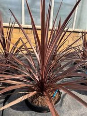 Cordyline australis Red Star vaso 24 cm – Pianta ornamentale da esterno