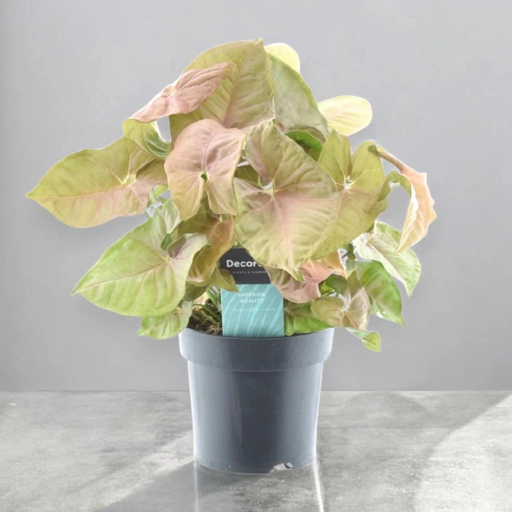 Gardenaria Syngonium 'Red heart' - Pianta da interno ornamentale Altezza: 30 cm (vaso 14)