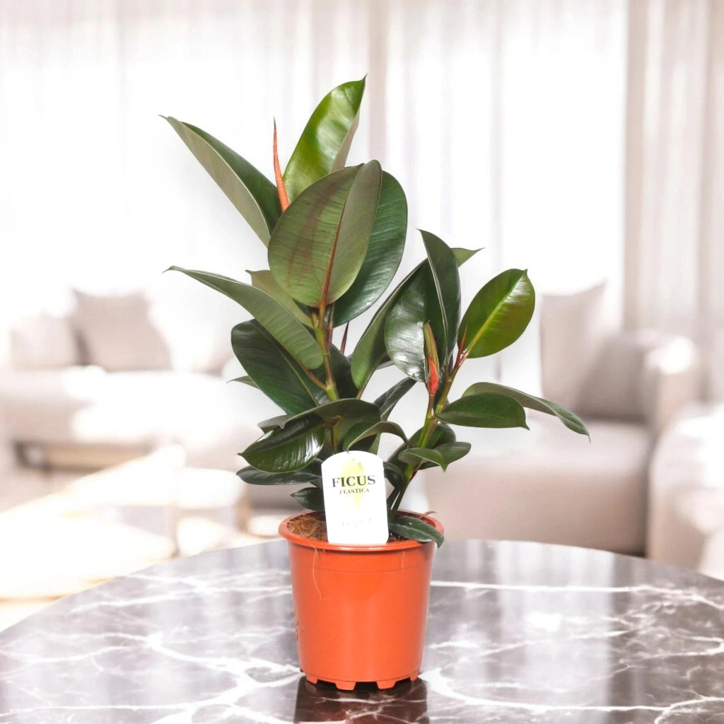 Gardenaria Ficus elastica 'Robusta' - Pianta da interno ornamentale Altezza: 120 cm (vaso 24)