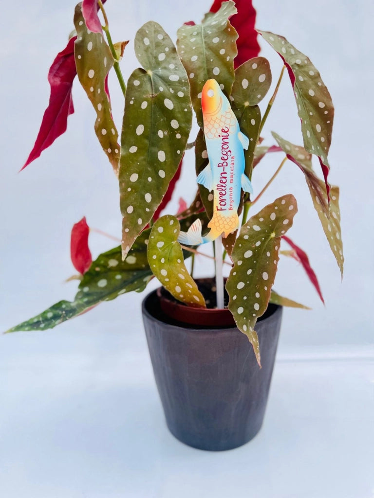 Begonia Maculata Wightii vaso 12CM foto reali h 30cm