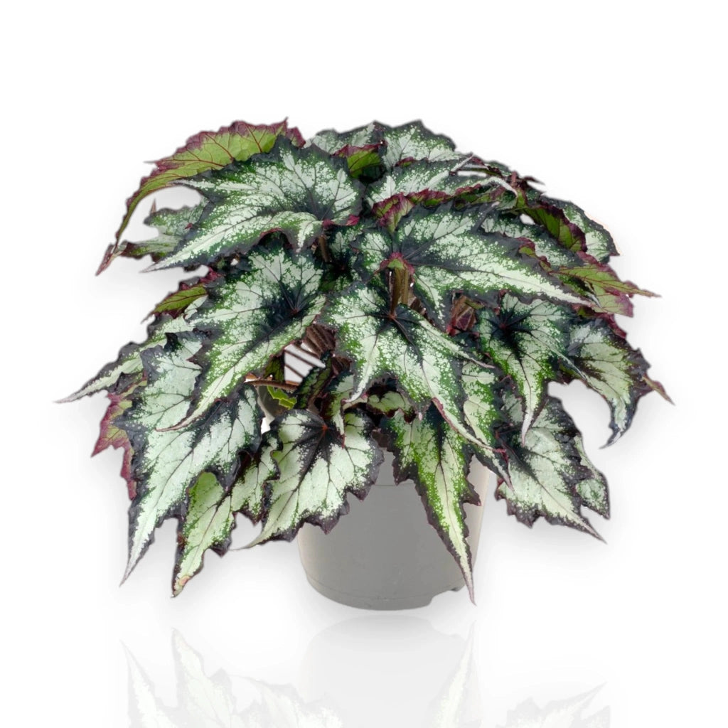 Gardenaria Begonia rex 'Green Valley' - Pianta da interno ornamentale Altezza: 25 cm (vaso 13)