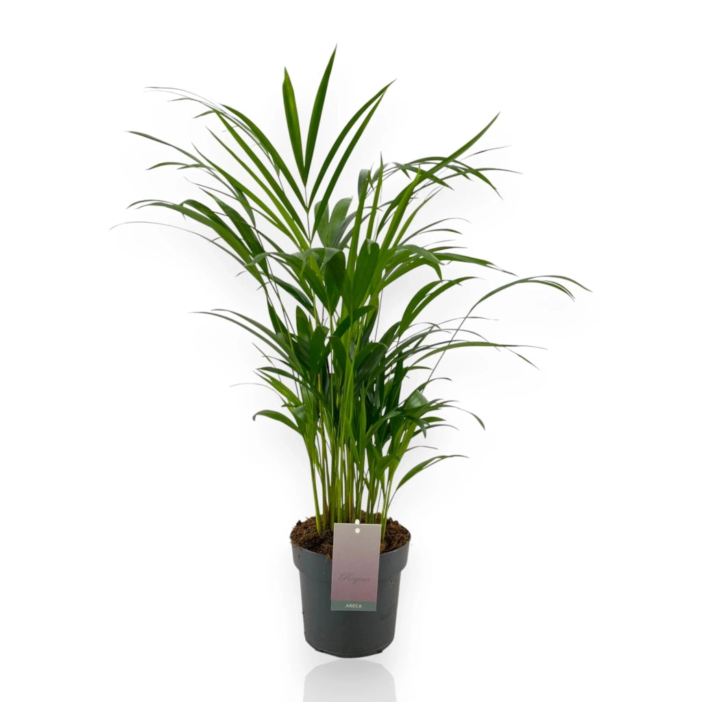Gardenaria Areca - Dypsis lutescens - Pianta da interno ornamentale Altezza: 110 cm (vaso 22)