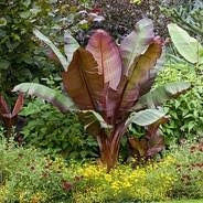 Ensete ventricosum Maurelii vaso 24 cm – Banano ornamentale tropicale
