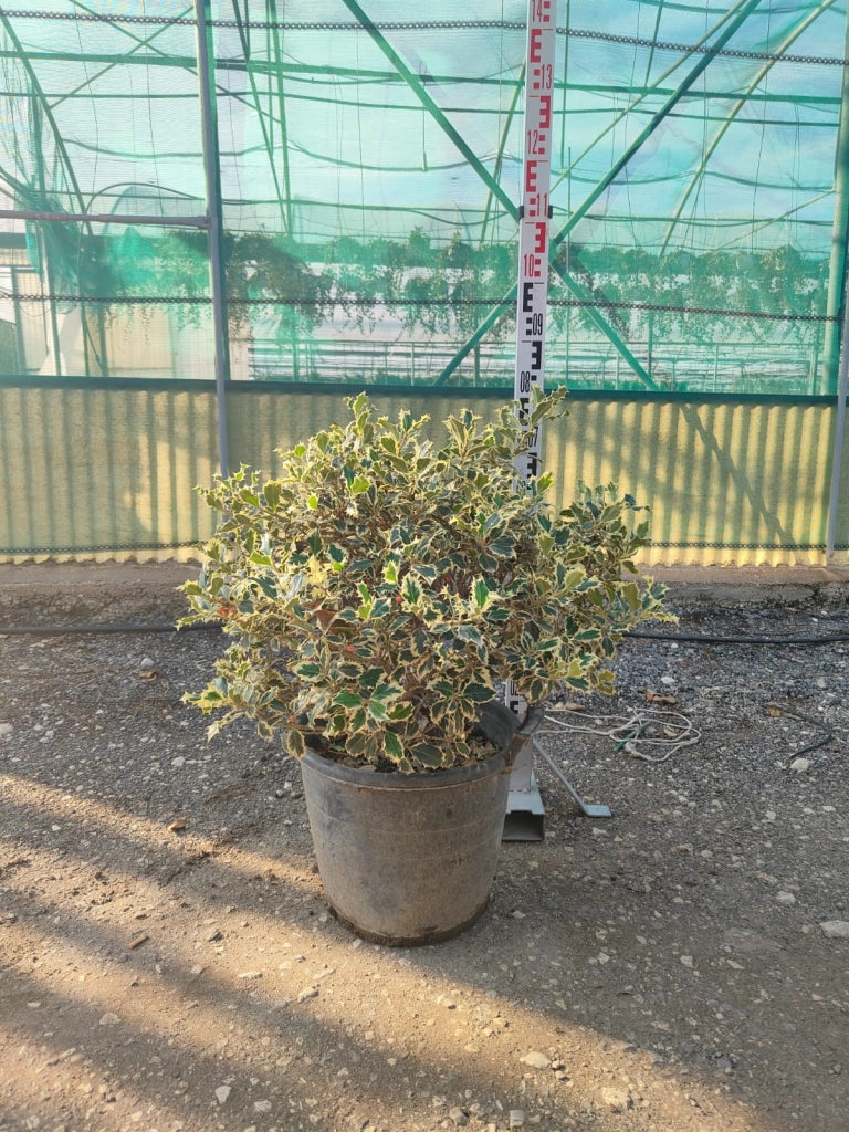 AGRIFOGLIO VARIEGATO ILEX AQUIFOLIUM ARGENTEOMARGINATA CESPUGLIO VASO 40