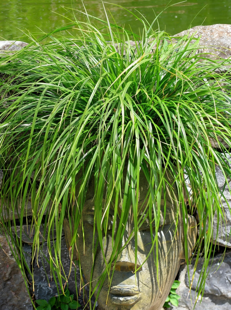 Gardenaria Carex oshimensis 'Evergreen' - Graminacea ornamentale da esterno Altezza: 40 cm (vaso 17)