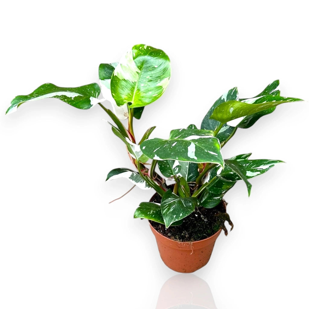 Gardenaria Philodendron white Princess - Pianta da interno ornamentale Altezza: 30 cm (vaso 12)
