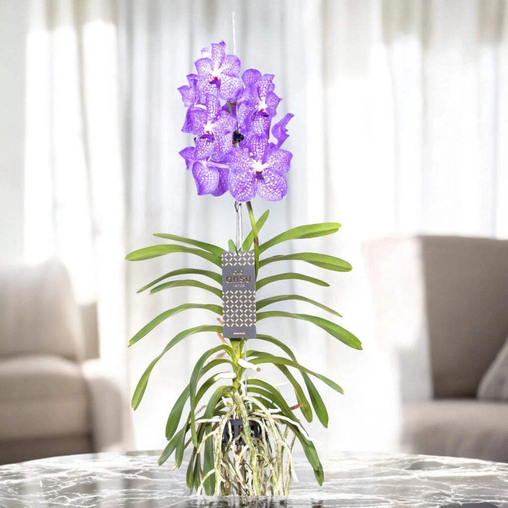 Gardenaria Vanda 'Light Blue' - Pianta da interno ornamentale Altezza: 80 cm (vaso 15)