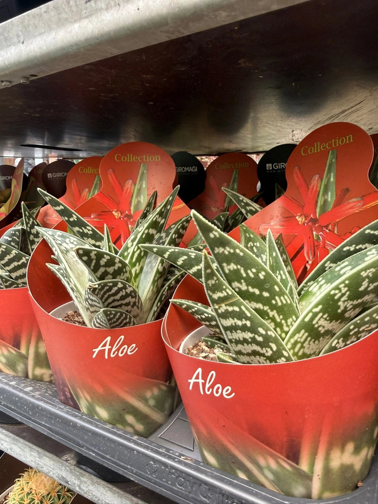 Aloe variegata vaso 14 cm – Succulenta