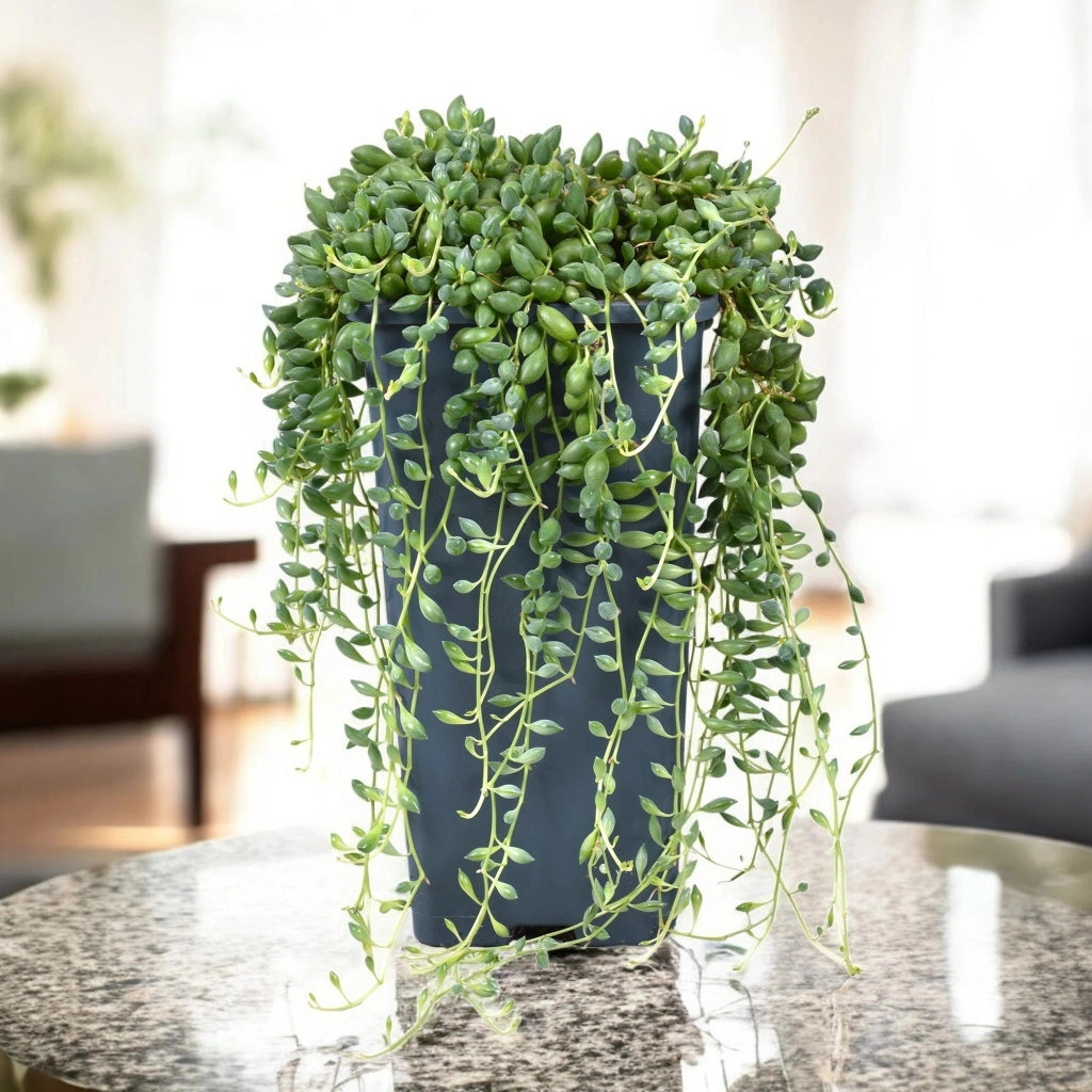Gardenaria Senecio herreianus - Pianta da interno ornamentale Altezza: 60 cm (vaso 14)