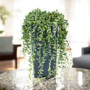 Gardenaria Senecio herreianus - Pianta da interno ornamentale Altezza: 60 cm (vaso 14)