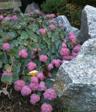 Sedum sieboldii variegata "Seta Giapponese - Erba Teresina" foto reali