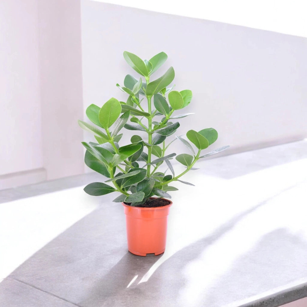 Gardenaria Clusia rosea 'Princess' - Pianta da interno ornamentale Altezza: 55 cm (vaso 17)