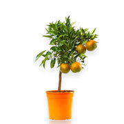 Gardenaria Clementino - Citrus clementina - Pianta di agrume da frutto in vaso Altezza: 125/140 cm (vaso26)
