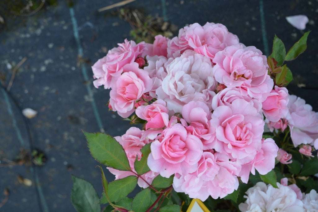 Rosa Berenice: eleganza delicata e fioritura abbondante dal fascino classico