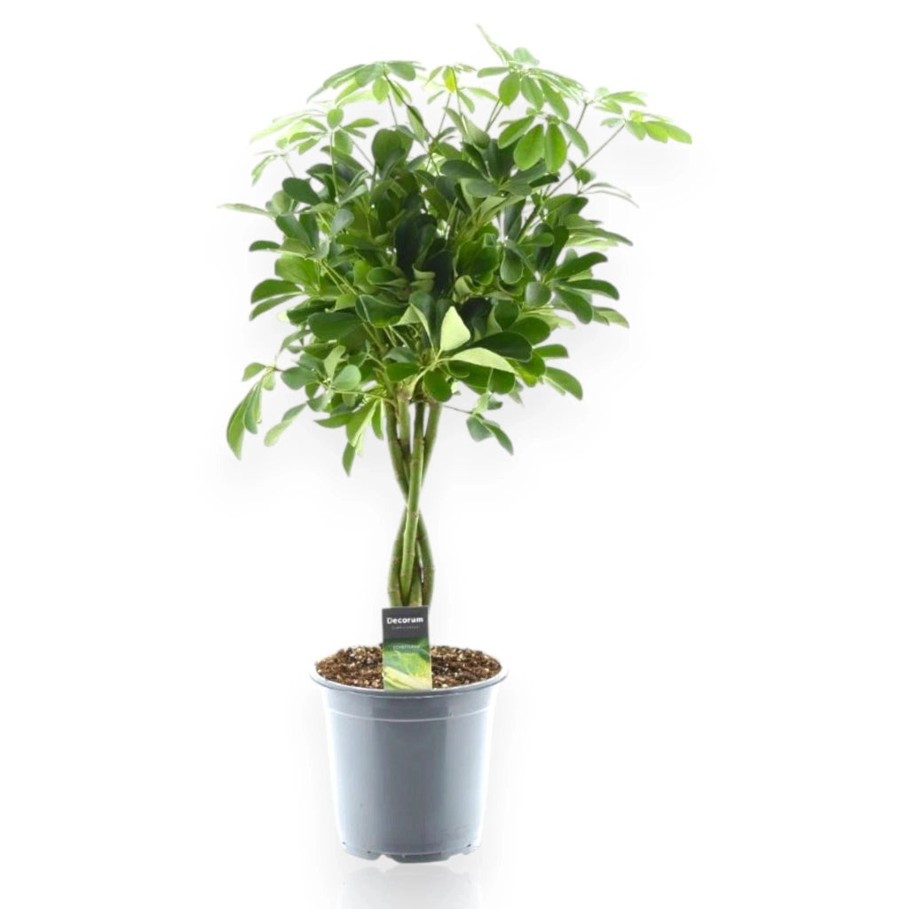 Gardenaria Schefflera arboricola 'Compacta' - Pianta da interno ornamentale Altezza: 120 cm (vaso 27)