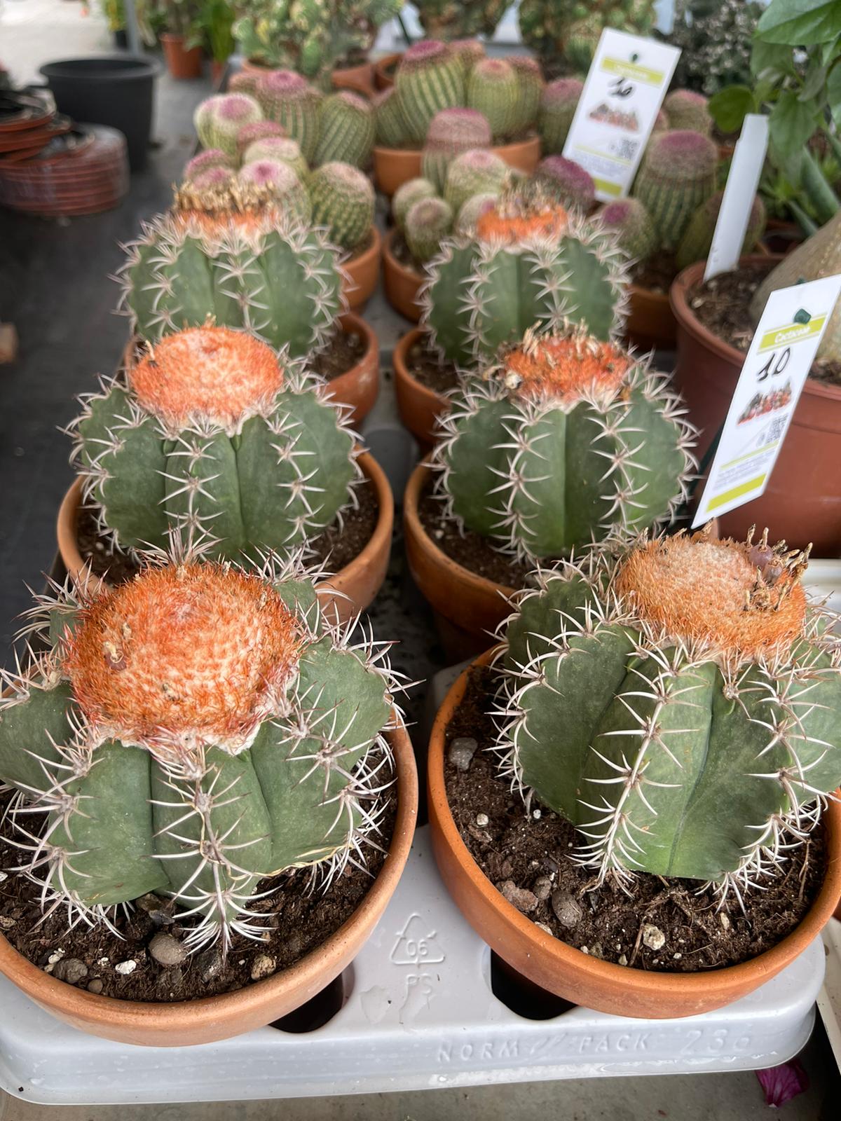 Melocactus matanzanus - Pianta Grassa Vaso 8 Foto Reali