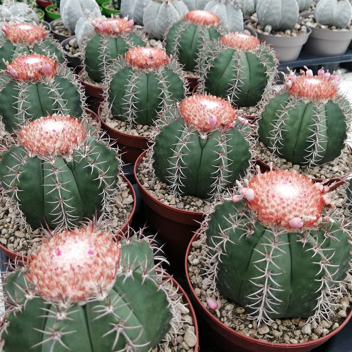 Melocactus matanzanus - Pianta Grassa Vaso 8 Foto Reali