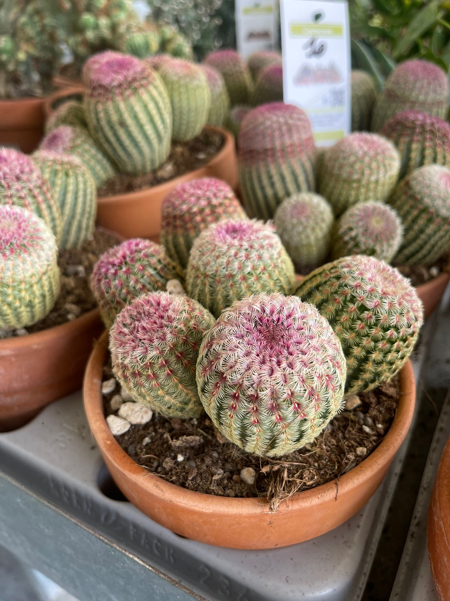 Echinocereus rigidissimus var. rubrispinus - Pianta Grassa Foto Reali